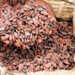 "IL CIBO DEGLI DEI" ED EUROCHOLATE ALL'EXPO MILANO 2015 4 cibo degli dei - CocoaAction
