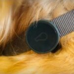 WhistleGPS, il nuovo collare per la sicurezza dei nostri amici a 4 zampe. 1 WHISTLE-DOG-GPS-2