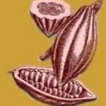 "IL CIBO DEGLI DEI" ED EUROCHOLATE ALL'EXPO MILANO 2015 3 cibo degli dei - cacao