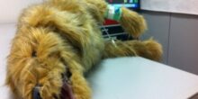 a scuola di veterinaria con i robot &ndash; in3clicktv
