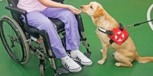 dottori a 4 zampe con la pet therapy