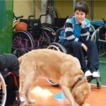 Dottori a 4 zampe, anzi Pet Therapist &ndash; in3clicktv