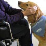 Dottori a 4 zampe, anzi Pet Therapist &ndash; in3clicktv