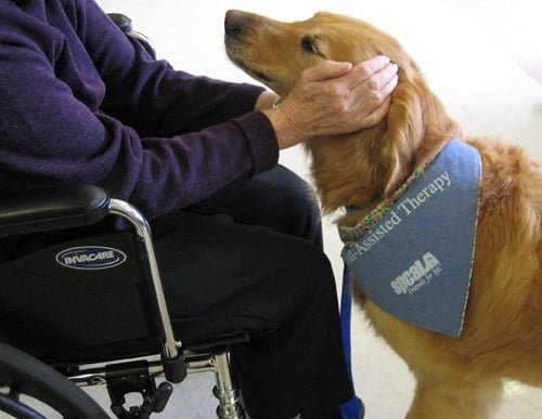 Dottori a 4 zampe, anzi Pet Therapist 2 Dottori a 4 zampe, anzi Pet Therapist – in3clicktv