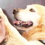 Dottori a 4 zampe, anzi Pet Therapist &ndash; in3clicktv