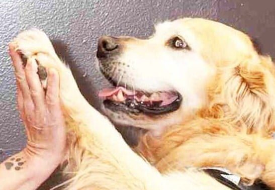 Dottori a 4 zampe, anzi Pet Therapist 7 Dottori a 4 zampe, anzi Pet Therapist – in3clicktv