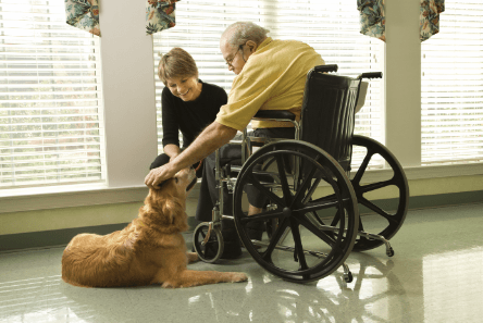 Dottori a 4 zampe, anzi Pet Therapist 6 Dottori a 4 zampe, anzi Pet Therapist – in3clicktv