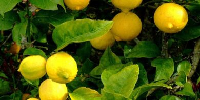 Biscotti profumati al limone con zucchero di canna 18 biscotti profumati al limone con zucchero di canna