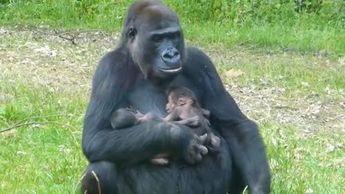 I nuovi nati. Cuccioli e mamme in giro per il mondo 4 I nuovi nati. Cuccioli e mamme in giro per il mondo – in3clicktv