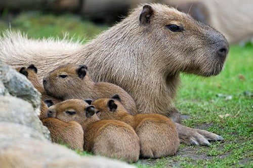 I nuovi nati. Cuccioli e mamme in giro per il mondo 8 I nuovi nati. Cuccioli e mamme in giro per il mondo – in3clicktv
