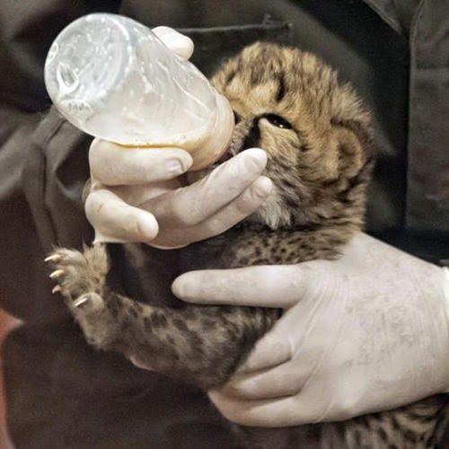 I nuovi nati. Cuccioli e mamme in giro per il mondo 9 I nuovi nati. Cuccioli e mamme in giro per il mondo – in3clicktv