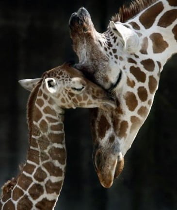 I nuovi nati. Cuccioli e mamme in giro per il mondo 3 I nuovi nati. Cuccioli e mamme in giro per il mondo – in3clicktv