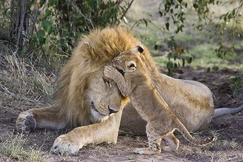 I nuovi nati. Cuccioli e mamme in giro per il mondo 5 I nuovi nati. Cuccioli e mamme in giro per il mondo – in3clicktv