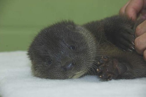 I nuovi nati. Cuccioli e mamme in giro per il mondo 6 I nuovi nati. Cuccioli e mamme in giro per il mondo – in3clicktv