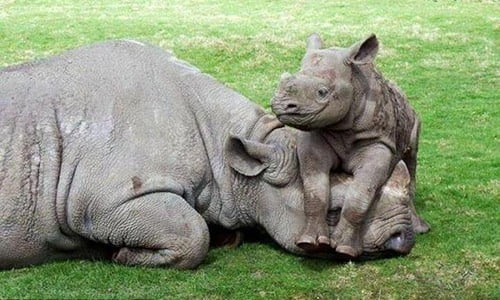 I nuovi nati. Cuccioli e mamme in giro per il mondo 7 I nuovi nati. Cuccioli e mamme in giro per il mondo – in3clicktv