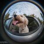 Lensbaby 5.8mm f/3.5 Circular Fisheye 1 fisheye-effetto