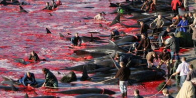 Grindadrap e balene: massacro o tradizione? 16 grindadrap
