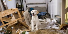 danni provocati da animali. come ottenere il risarcimento? &ndash; in3clicktv