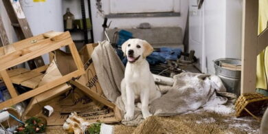 Danni provocati da animali. Come ottenere il risarcimento? &ndash; in3clicktv