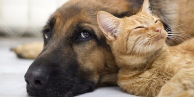Trasloco con animali domestici? Ecco come fare! 10 trasloco con animali domestici