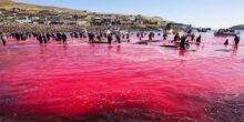 Isole Faroe, Grindadrap, tradizione e mattanza 14 isole faroe grindadrap-tradiziono-o-massacro