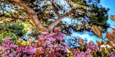 fiori primaverili nel giardino