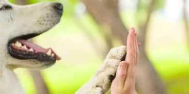 pet therapy
